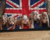 English Bulldog