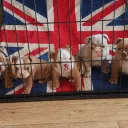 English Bulldog