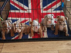 English Bulldog