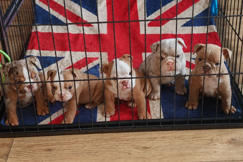 English Bulldog