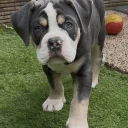 English Bulldog