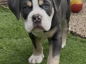 English Bulldog