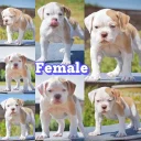 English Bulldog
