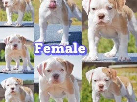 English Bulldog