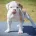 English Bulldog