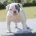 English Bulldog