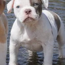 English Bulldog