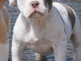 English Bulldog
