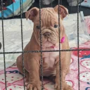 English Bulldog