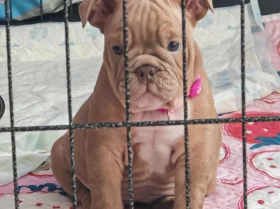 English Bulldog