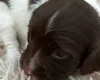 English Springer Spaniel