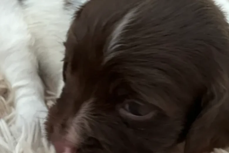 English Springer Spaniel