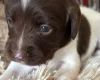 English Springer Spaniel