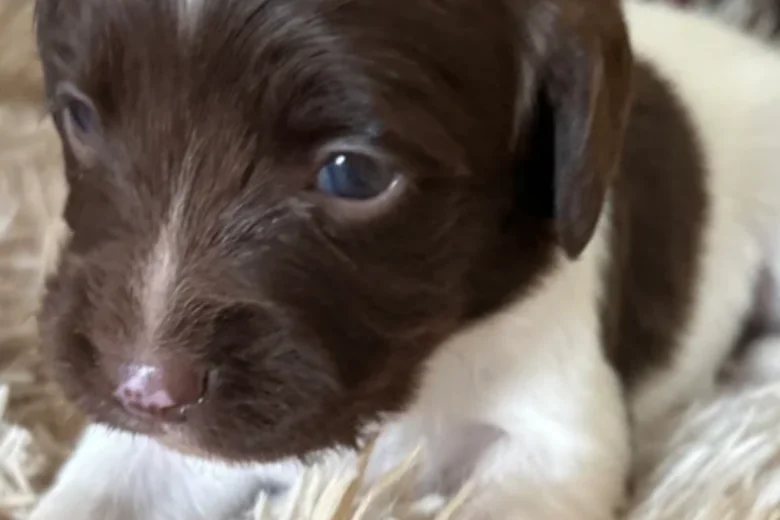English Springer Spaniel