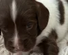 English Springer Spaniel