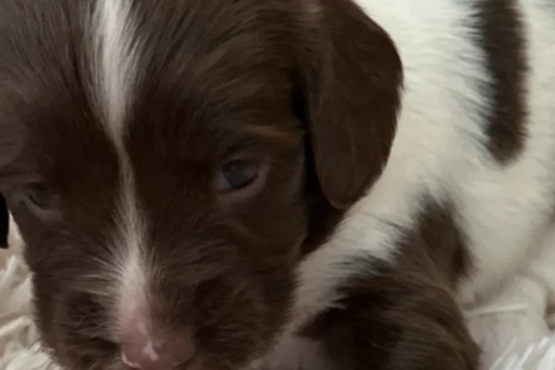 English Springer Spaniel