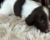English Springer Spaniel