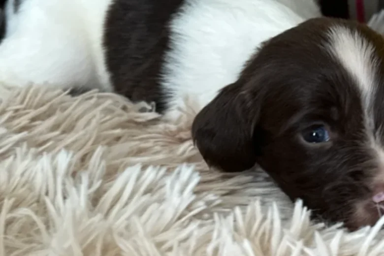 English Springer Spaniel