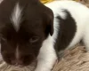 English Springer Spaniel