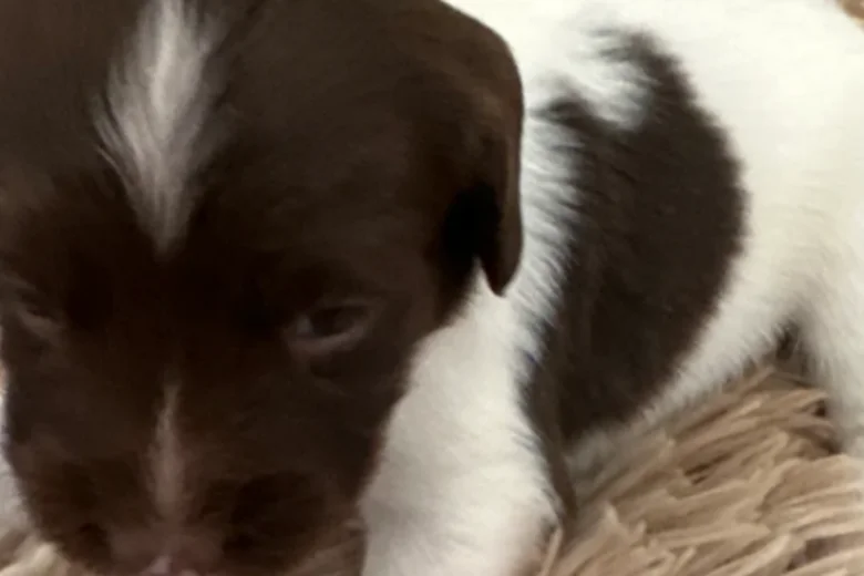 English Springer Spaniel