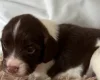 English Springer Spaniel