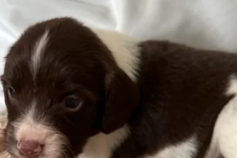 English Springer Spaniel
