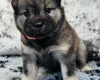 Eurasier