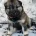 Eurasier