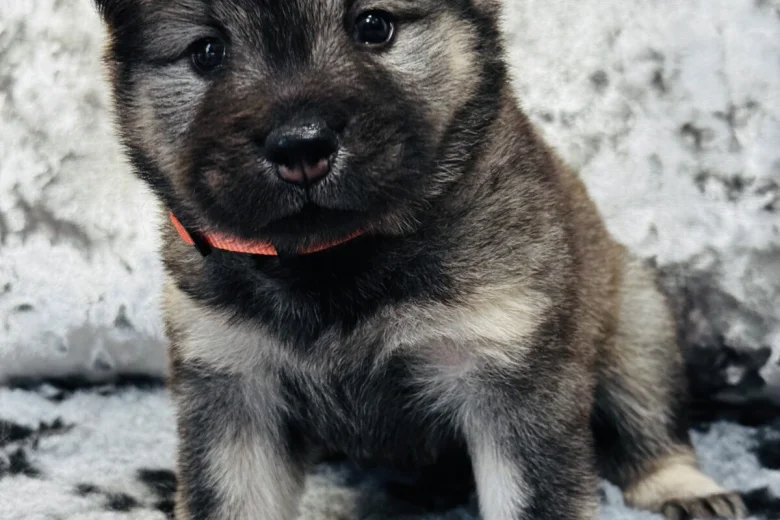 Eurasier