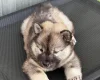 Eurasier
