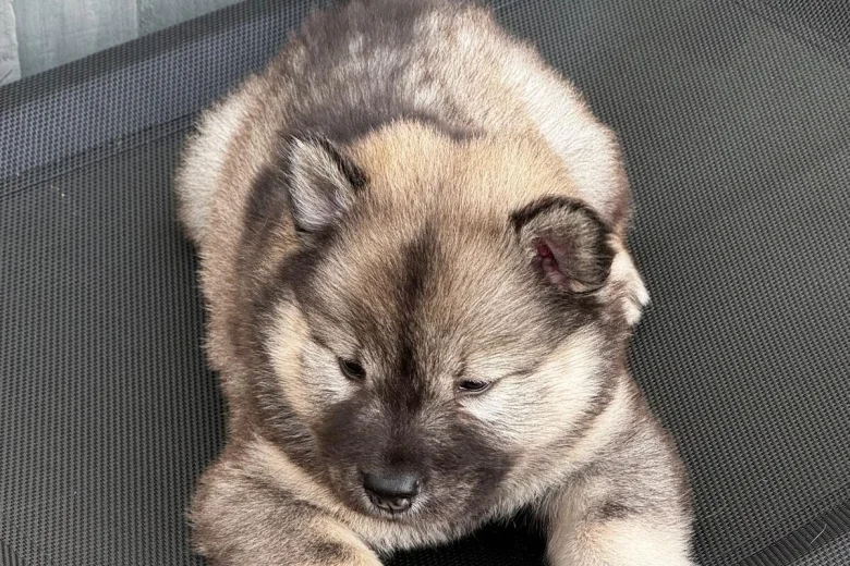 Eurasier