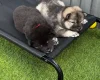 Eurasier