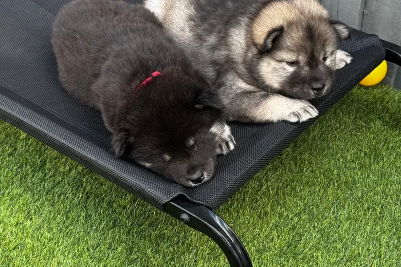 Eurasier