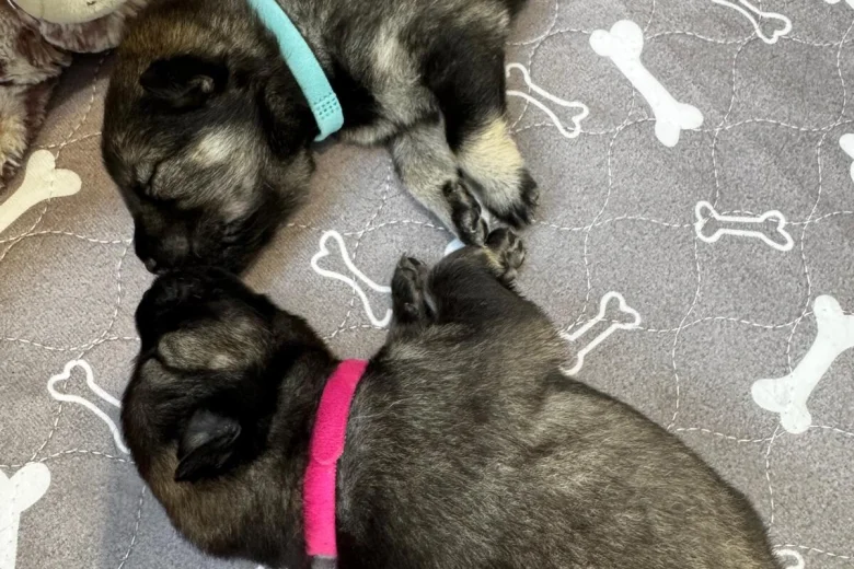 Eurasier