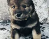 Eurasier