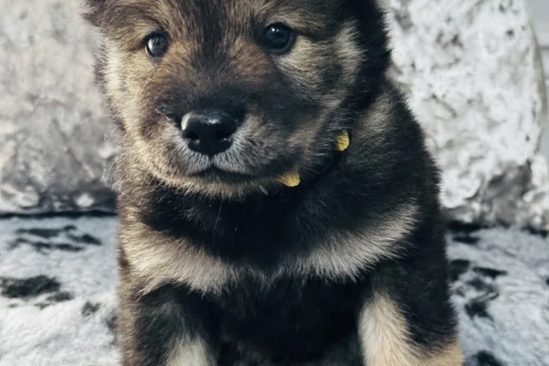 Eurasier