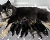 Eurasier