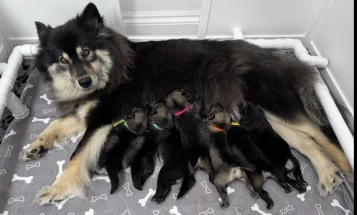 Eurasier