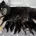 Eurasier