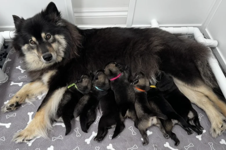 Eurasier