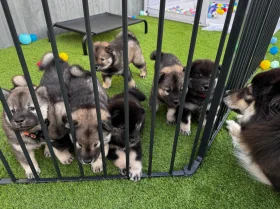 Eurasier