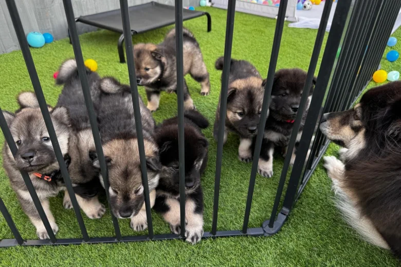 Eurasier