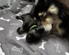 Eurasier