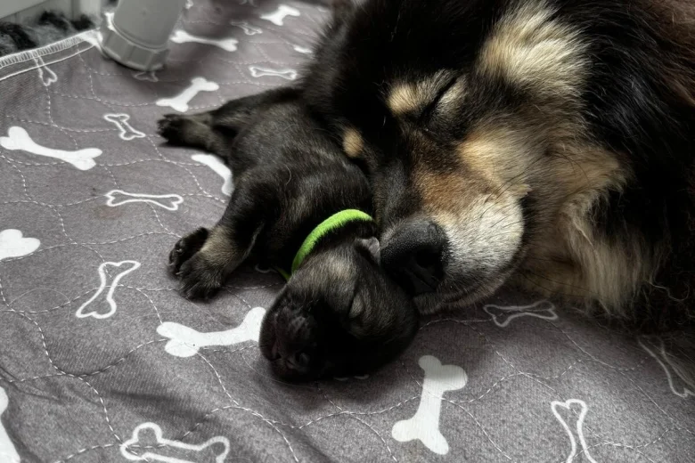 Eurasier