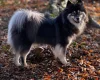 Eurasier