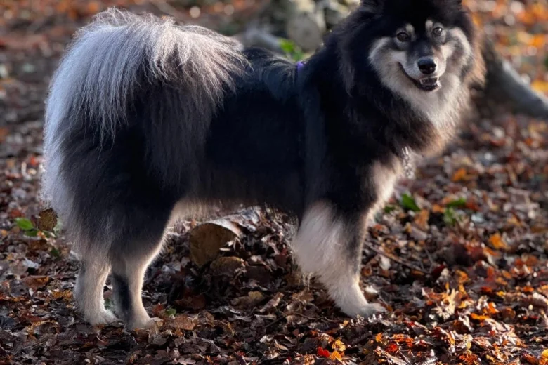 Eurasier