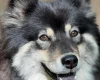 Eurasier
