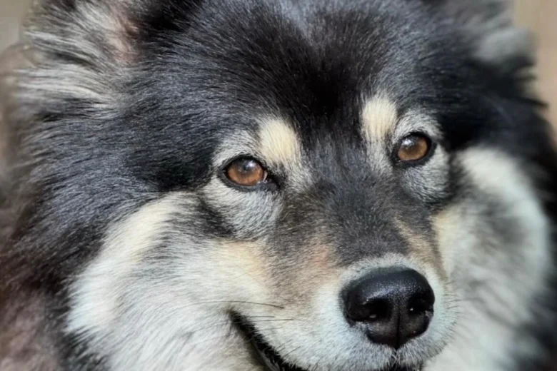 Eurasier