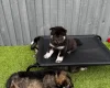 Eurasier