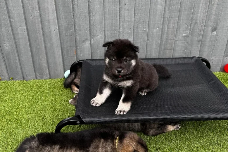 Eurasier